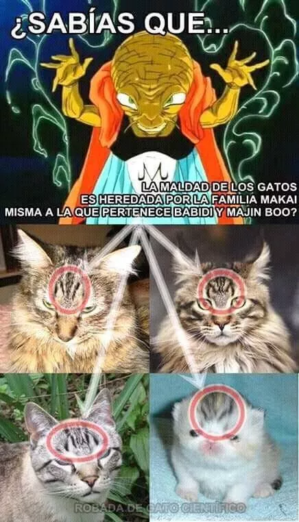 neko chan es malo