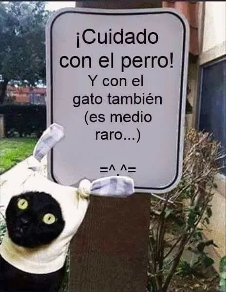 Ese gato es un loquillo