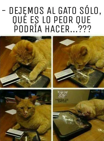 deja al gato solo, que podria hacer