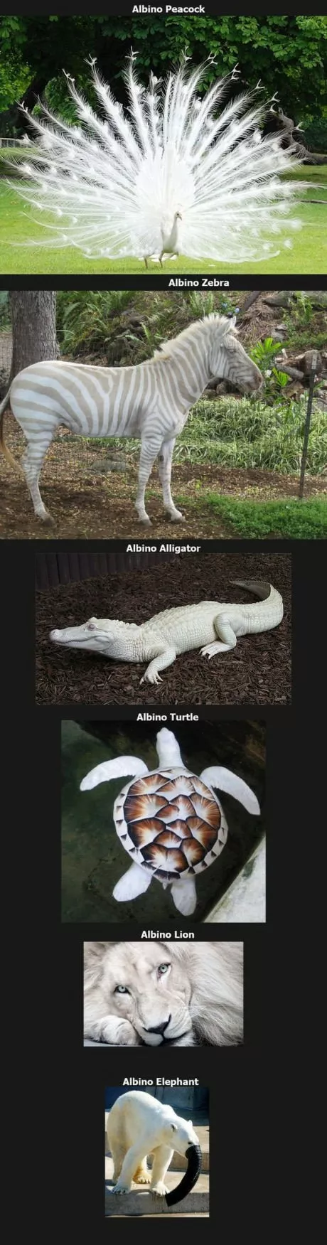 Animales albinos