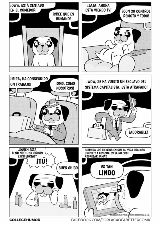 Cuando tu perro trata de imitar a los humanos.