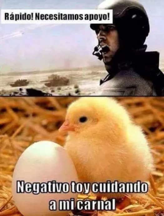 Necesitamos a pollo!!