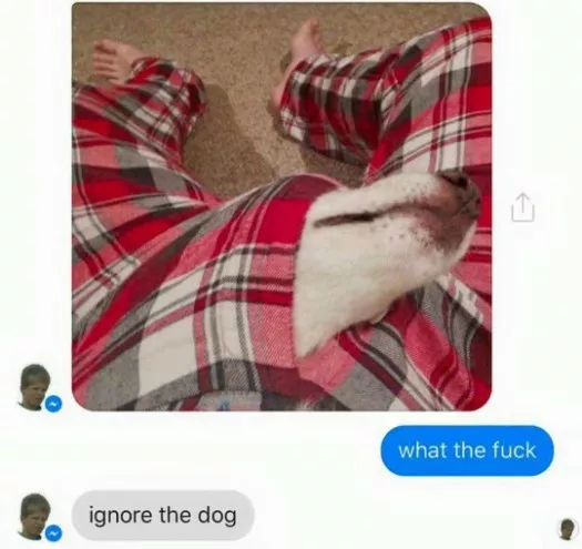 Ignora al perro