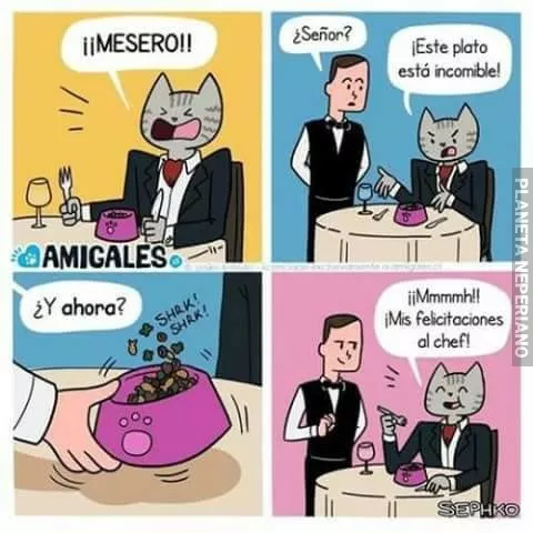 gatos