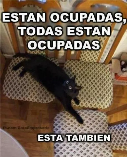 Tipico de gatos