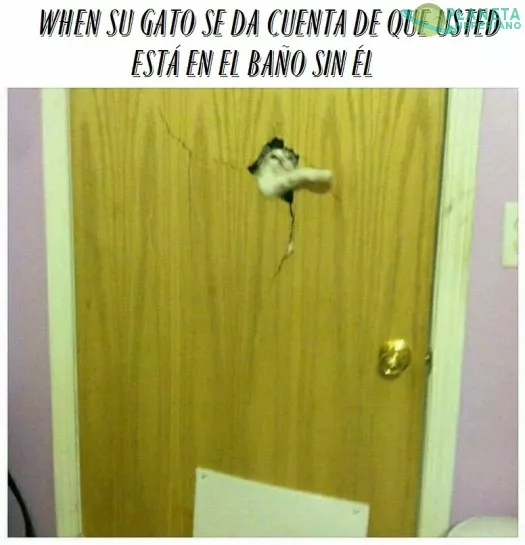 neko-chan en casa