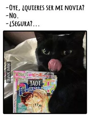 Este gato es demaciado sensual