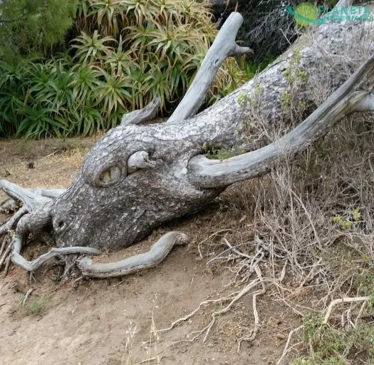 Es un árbol caído. 