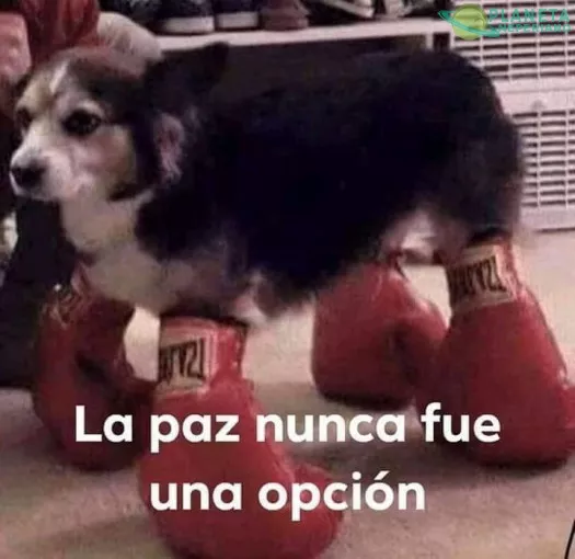 When tu perro pierde la fe en la humanidad