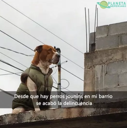 Perros