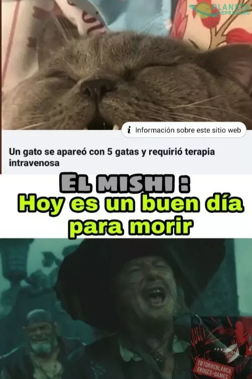 Vaya ese gato es todo un casanova :v