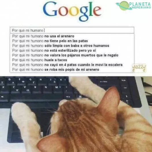 las dudas de los gatos