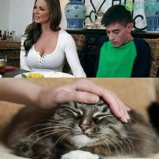 Eso es... acaricia el gato