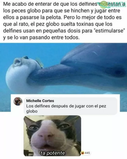 Es como el LSD en delfin