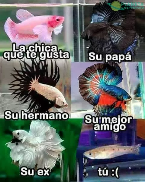  jaja esto le pasa a muchos