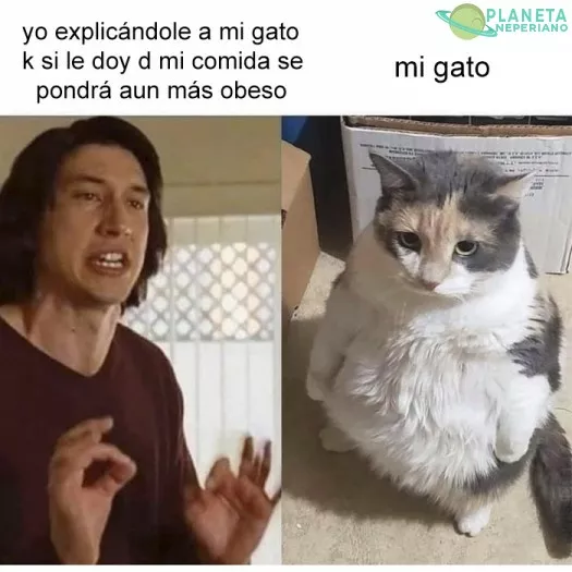 todo gato es lindo