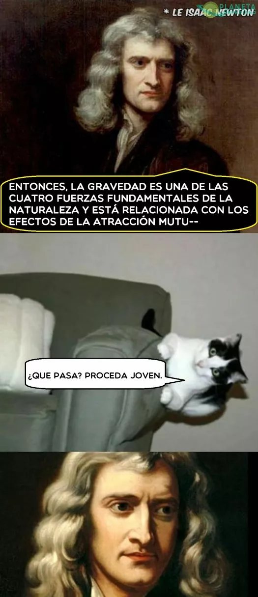 El gato: 