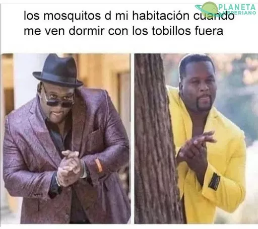 putos mosquitos molestos