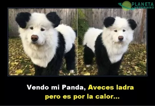 Se venden animales exóticos XD