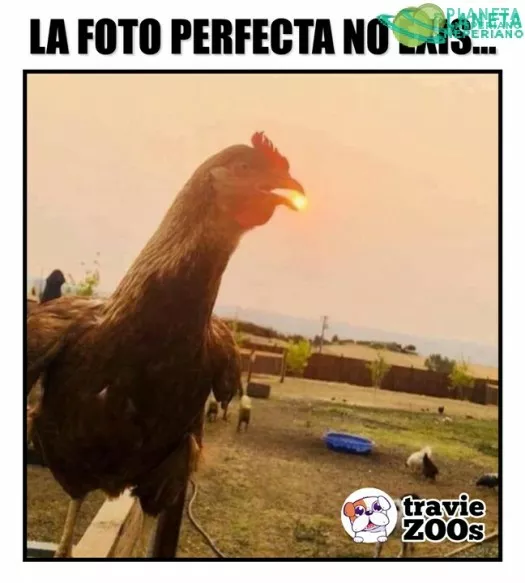 BELLÍSIMA 