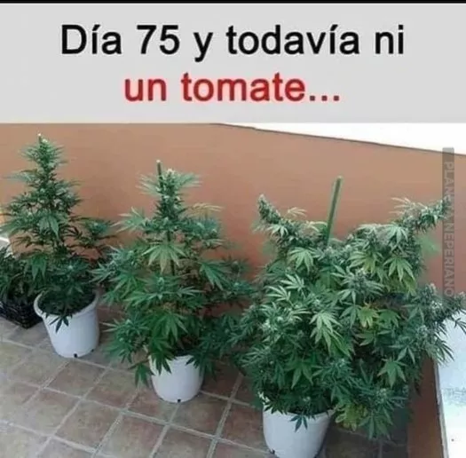 ni cherri