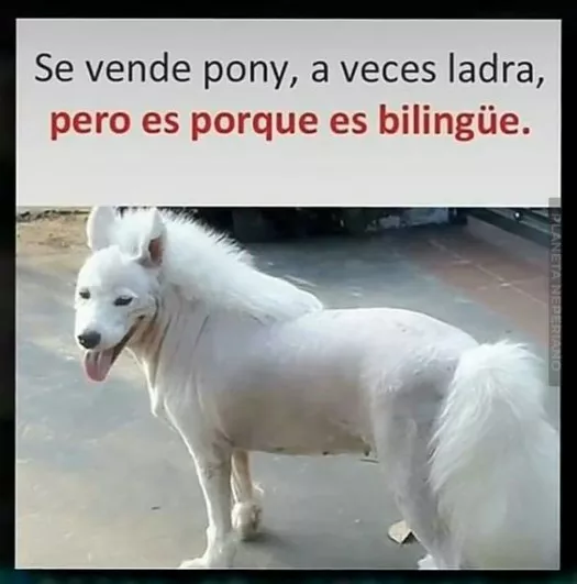 Hors-Dog