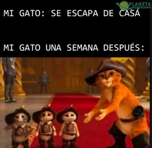 Cosas de gatos