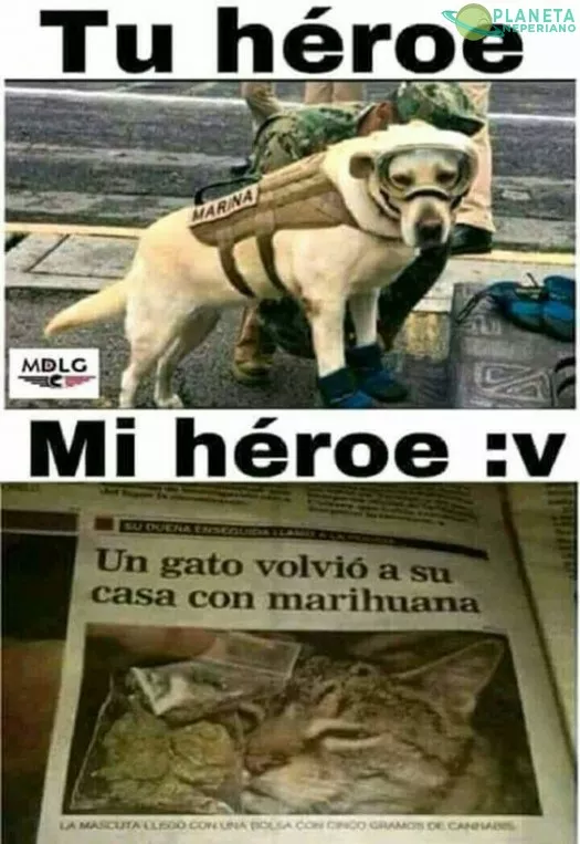 yo quiero un gato asi