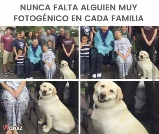 que hermoso perro
