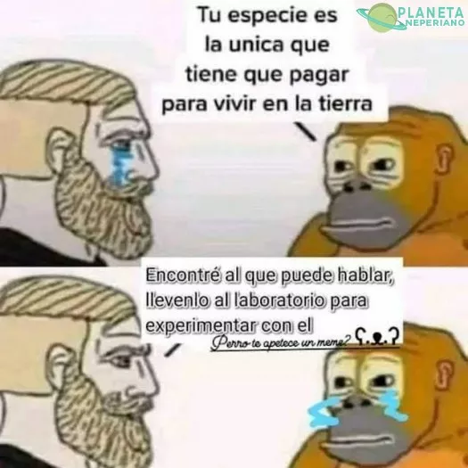 tómala simio de la realidad