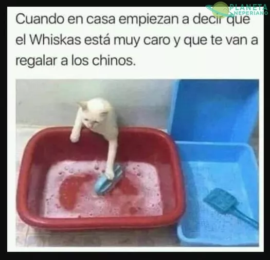 si quieres wiskas, a trabajar se ha dicho michi!