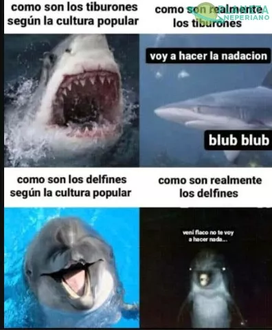 Creo que mejor me alejó de los delfines por un largó tiempo