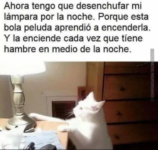 simplemente gatos 