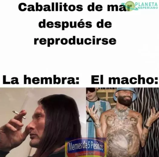 el unico ser vivo macho que puede quedar embarazado