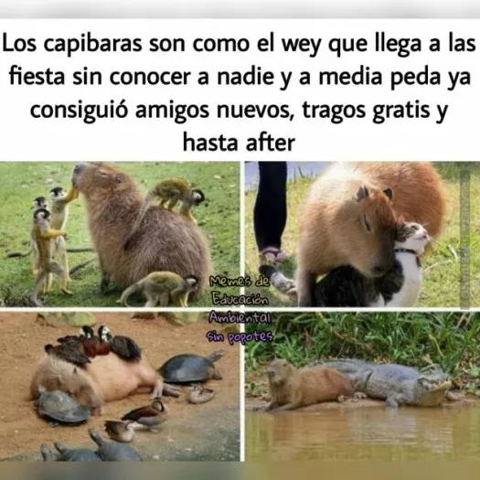 saben rico y lo se por que somos de los pocos monstruos que se los comen.   