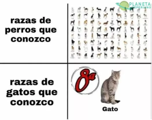 tambien hay gatos....... de colores....... y ya