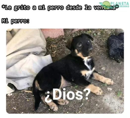 No otra  ves diría el perro