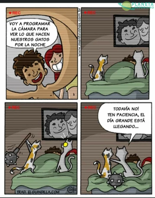 Gatitos