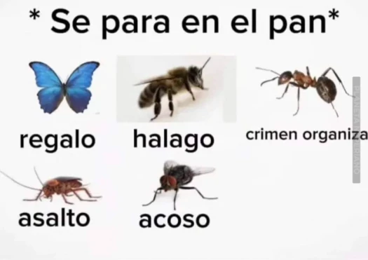 mientras tanto las avispas, son terrorismo :V