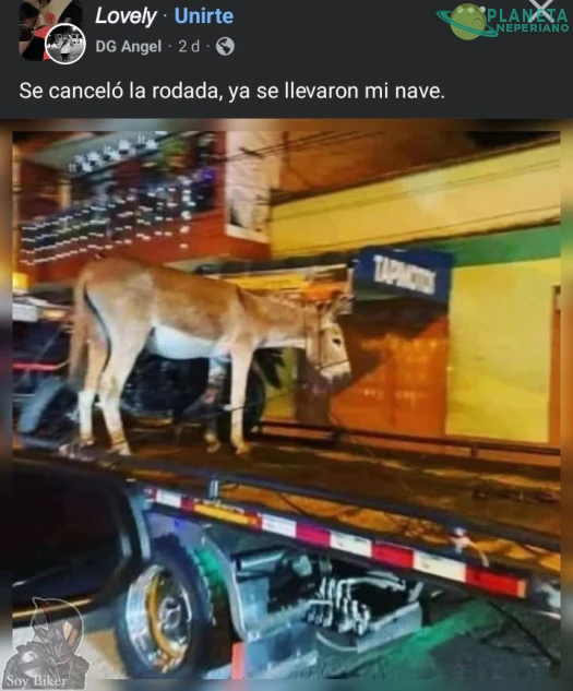 Se llevan al buriito sabanero 