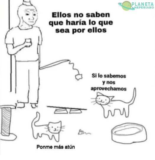 Gatos