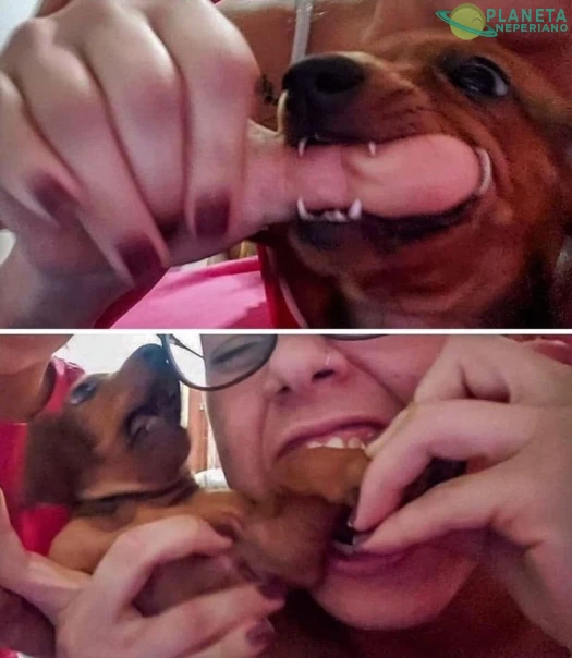 Venganza