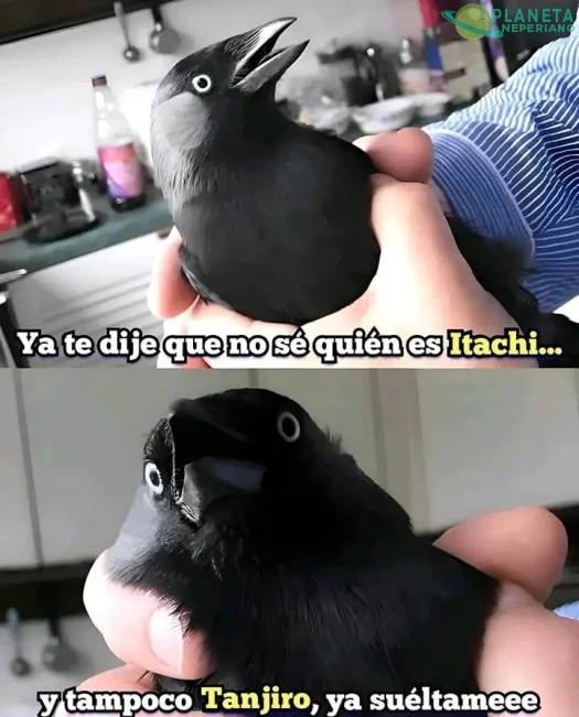 no te creo cuervo, vamos, revela tus secretos...