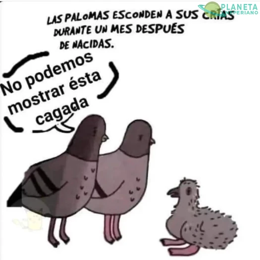 Cosas de palomas