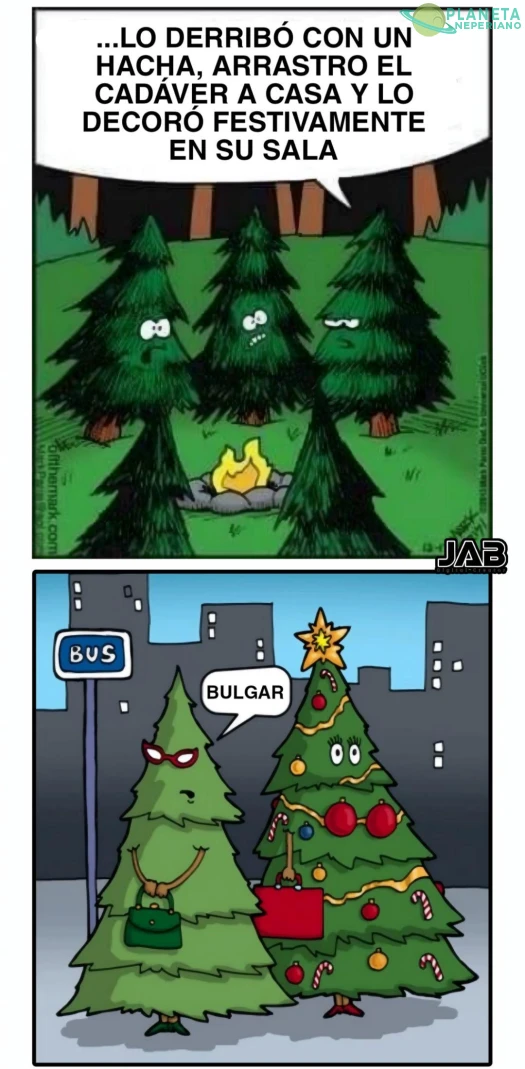 Noviembre en el mundo de los árboles de navidad