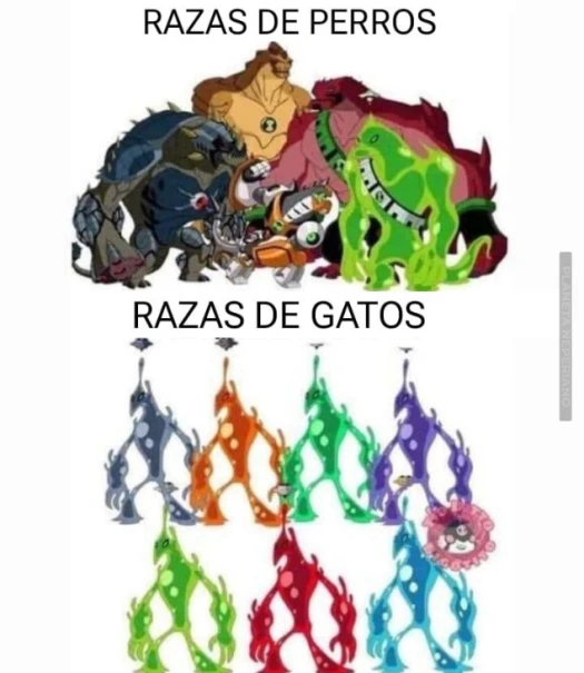 Gatos: somos una raza superior humano. Perros: te quiero viejo 