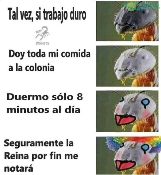 La historia de la SIMPatica hormiga gil laburadora