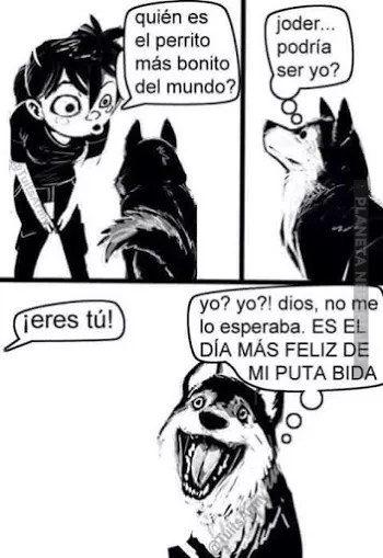 El perro más bonito del mundo