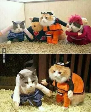 Neko-chan y su cosplay grupal