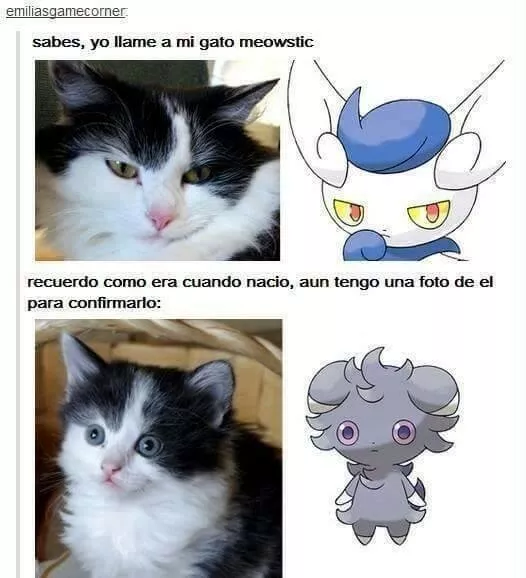 ese gato evolucionó